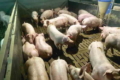 Як «Марлен-КД» контролює здоров'я свинопоголів'я