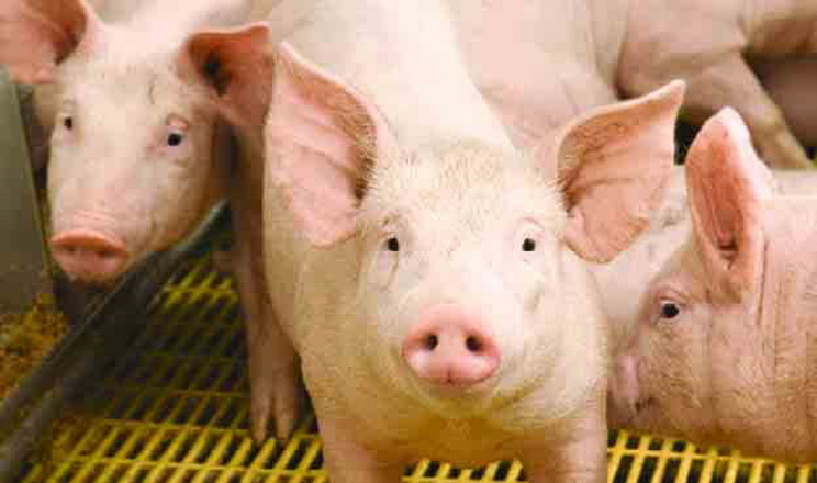Як корегувати вміст лізину в раціонах свиней