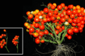 Компактна рослина ГМ томатів чері плодоносить за 40 днів
