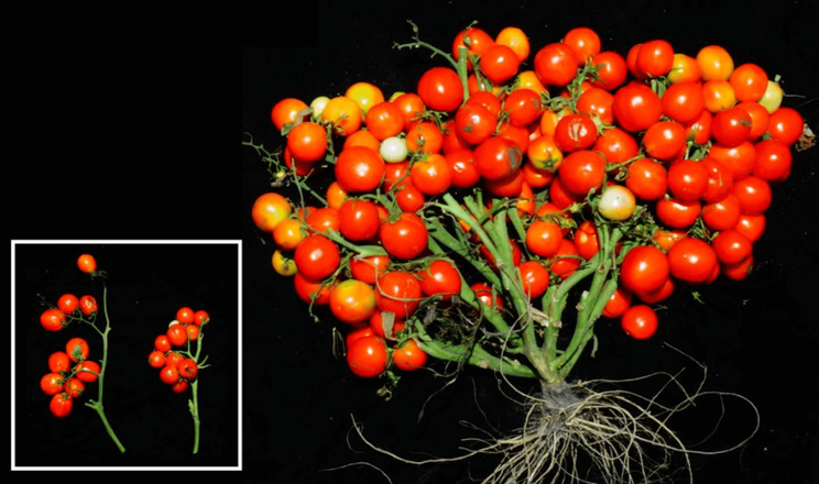 Компактна рослина ГМ томатів чері плодоносить за 40 днів