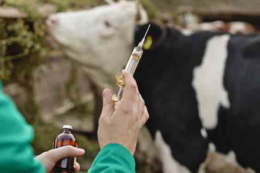У тваринництві найактивніше використовують антибіотики в молочному скотарстві, ‒ звіт ФАО