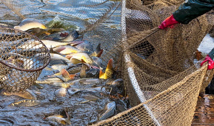 Найдорожчий лот на промисловий вилов риби продали за 2,3 млн грн