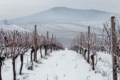 У мережі показали неймовірні зимові краєвиди закарпатських виноградників