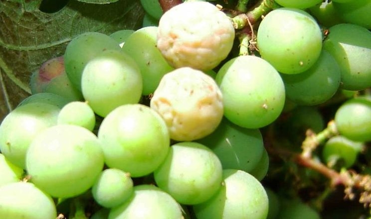 Біла гниль нині здатна знищити до 80% винограду