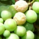 Біла гниль нині здатна знищити до 80% винограду