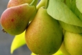 Нідерландський експерт назвав український сорт груші найкращим