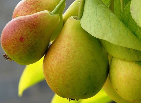 Нідерландський експерт назвав український сорт груші найкращим