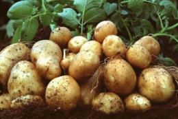 Німецькі картоплярі очікують ціни вищі середніх