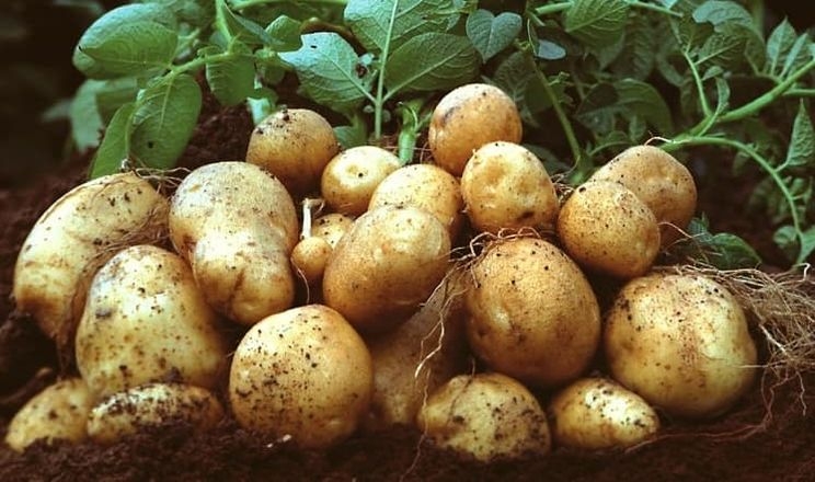 Мікроорганізми з добривами значно збільшили врожайність картоплі