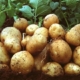 Нідерланди створять центр картоплі в Україні