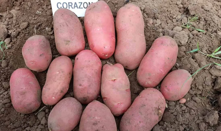 В Україні зареєстрували ранній червонобульбовий сорт картоплі