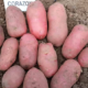 В Україні зареєстрували ранній червонобульбовий сорт картоплі