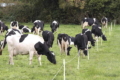 Як «Озон» профілактує хвороби корів