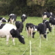 Як «Озон» профілактує хвороби корів