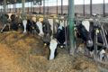 «Сігнет-Мілк» хоче вийти на 11 тис. л молока на рік від корови