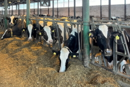 Скільки жиру має містити раціон високопродуктивних корів