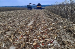 Кукурудза у 2025 році втратила статус найприбутковішої через збільшення витрат на доробку – досвід