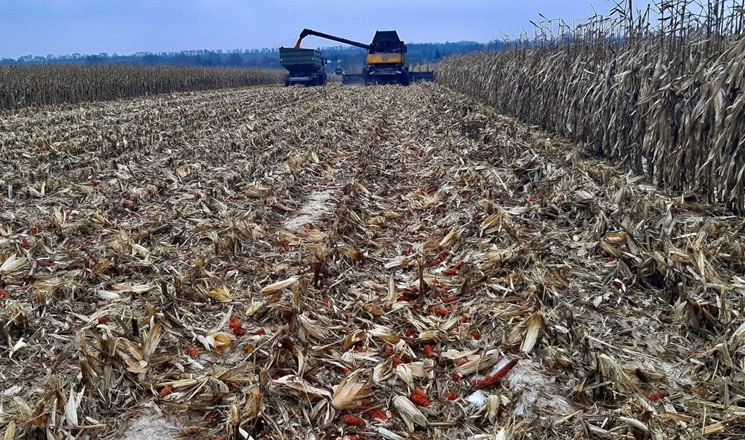 ІМК завершила збирання кукурудзи з рекордною врожайністю
