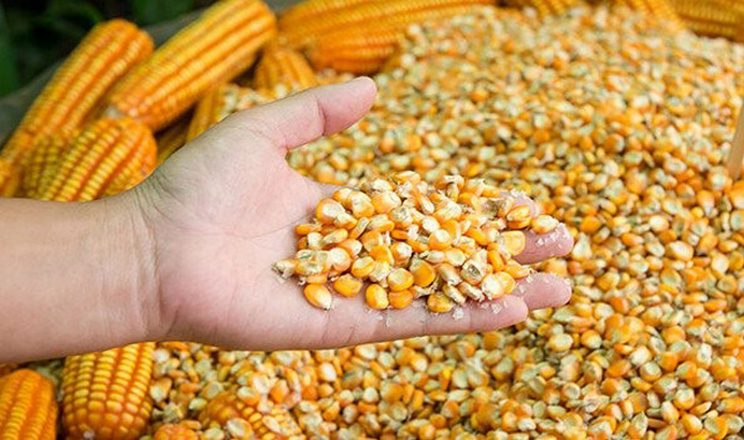 Ціни на кукурудзу досягли найнижчого рівня за останні три роки
