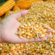 Торгівля кукурудзою поступово сповільнюється