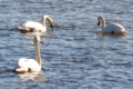 У лебедів ландшафтного парку «Приінгульський» виявлено грип птиці