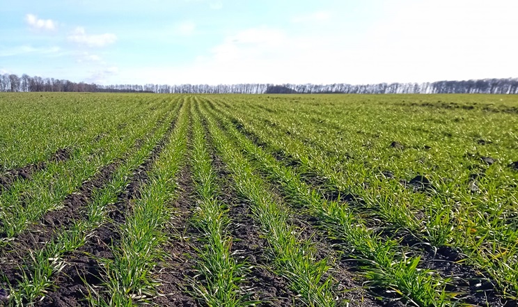 Стан посівів озимої пшениці в «ТАС Агро Захід» задовільний