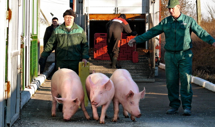 Комфортне перевезення свиней: сучасний транспорт, вентиляція й вода