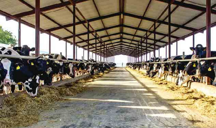 «Астарта» облаштовуватиме на молочних фермах нові малі доїльні зали