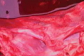 Які особливості діагностування актинобацилярної плевропневмонії свиней