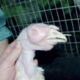 Мікоплазмоз за 3-4 тижні охоплює практично половину поголів’я птиці
