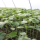 «Волинський сад» добудовує 11 овочевих теплиць