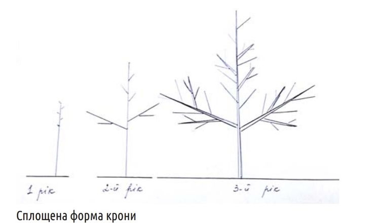 Дослідниця порадила, як формувати сплощену крону персика