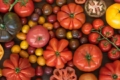 Селекціонери працюватимуть над томатами, збагаченими вітаміном D3