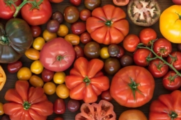 Світові ціни на томат знижуються