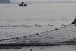 На 23 січня заплановані чергові аукціони на промисловий вилов риби