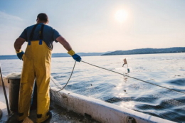 Оголошено лоти на вилов риби в Березанському лимані, Дніпрі й Десні з озерами