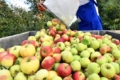 У Південній півкулі прогнозують ріст урожаю яблук 