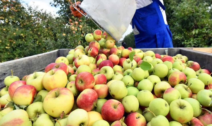 У Південній півкулі прогнозують ріст урожаю яблук 