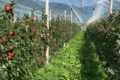 Система Гюйо дає 63 тис. євро з гектара яблунь