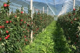 Італійські технології гарантують високу ціну на яблуко