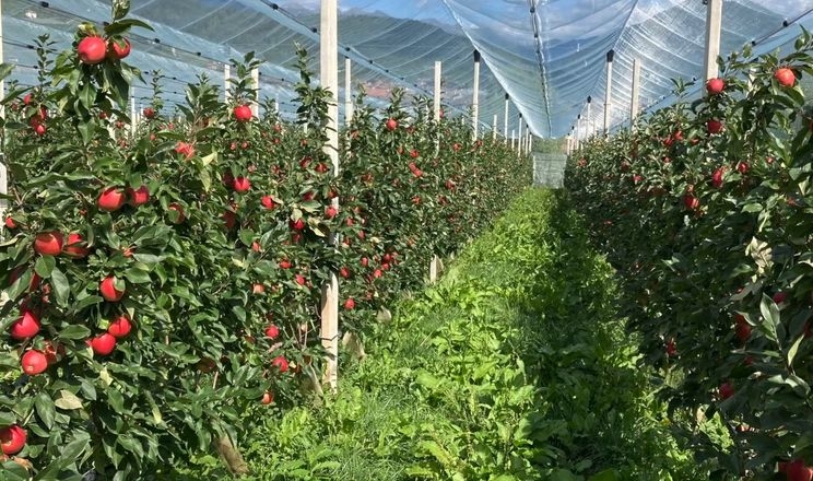 Система Гюйо дає 63 тис. євро з гектара яблунь