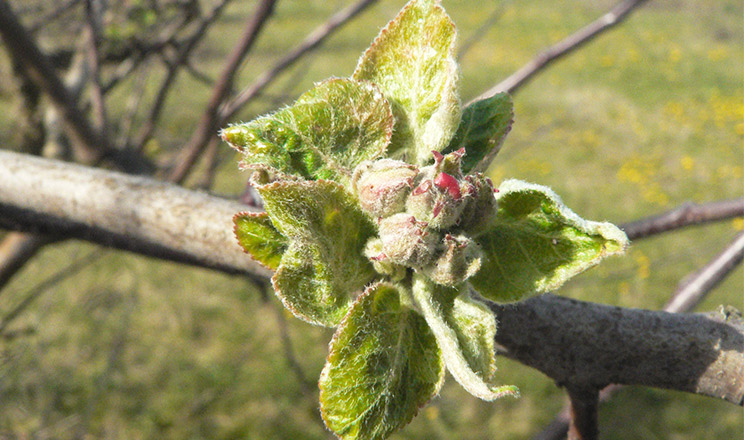 Must do у весняному саду – рекомендації по захисту яблуні до цвітіння