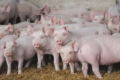 Постбіотик Metalac допоможе травленню свиней
