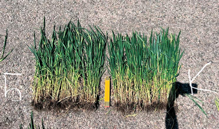 Регулятор росту рослин в умовах посухи забезпечує сталу прибавку врожайності