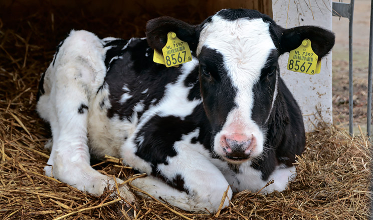Через труднощі в лікуванні бактеріальних респіраторних інфекцій доцільно профілактувати ці захворювання