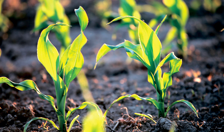 Детальний аналіз кожного елемента технології вирощування кукурудзи дає змогу оптимізувати витрати й підвищити ефективність