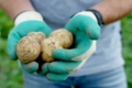 У 2024 році зареєстрували 4 нових сорта картоплі