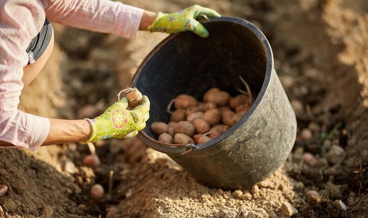 Закарпатці почали садити картоплю 