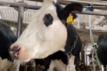 Корова з Чернігівщини дає 72 літра молока за добу 