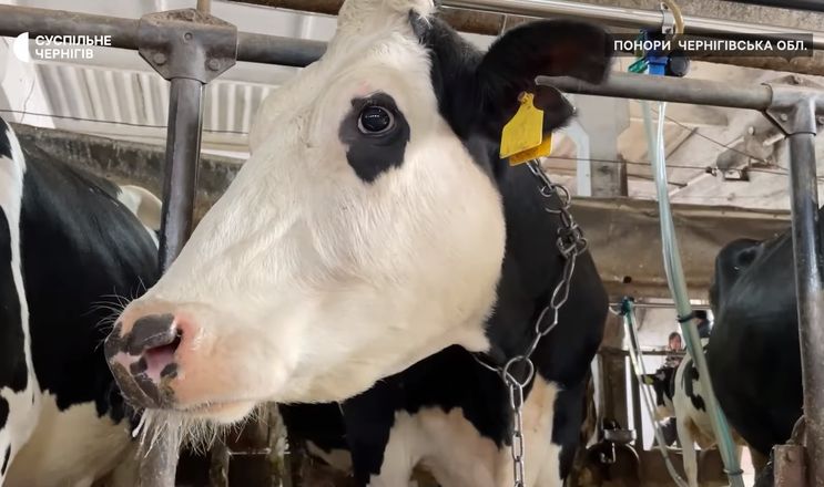 Корова з Чернігівщини дає 72 літра молока за добу 
